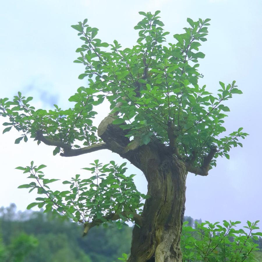 Alam Bali Lake View Bangli 外观 照片